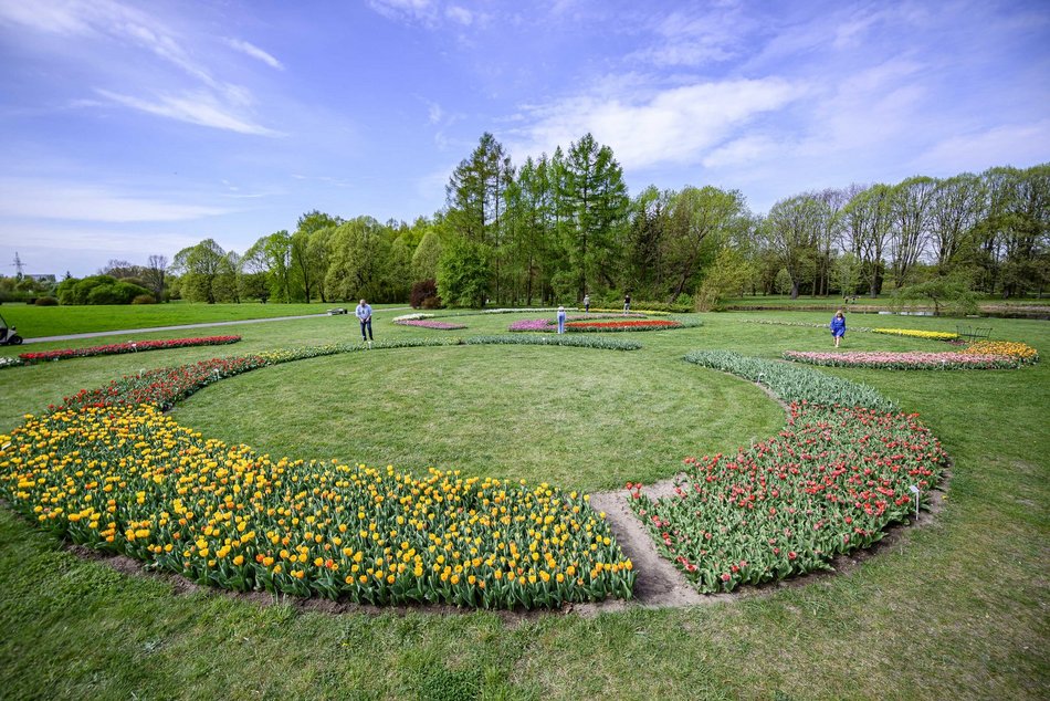Morze tulipanów w Ogrodzie Botanicznym w Łodzi. Nie możesz tego przegapić
