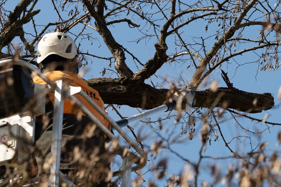 Łódź. Wiosenna pielęgnacja drzew w Łodzi. Dlaczego jest potrzebna?