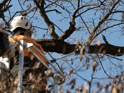 Łódź. Wiosenna pielęgnacja drzew w Łodzi. Dlaczego jest potrzebna?