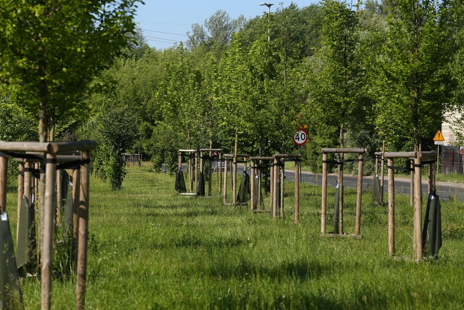 Łódź. Walka z suszą w Łodzi. Miasto intensywnie podlewa młodą zieleń