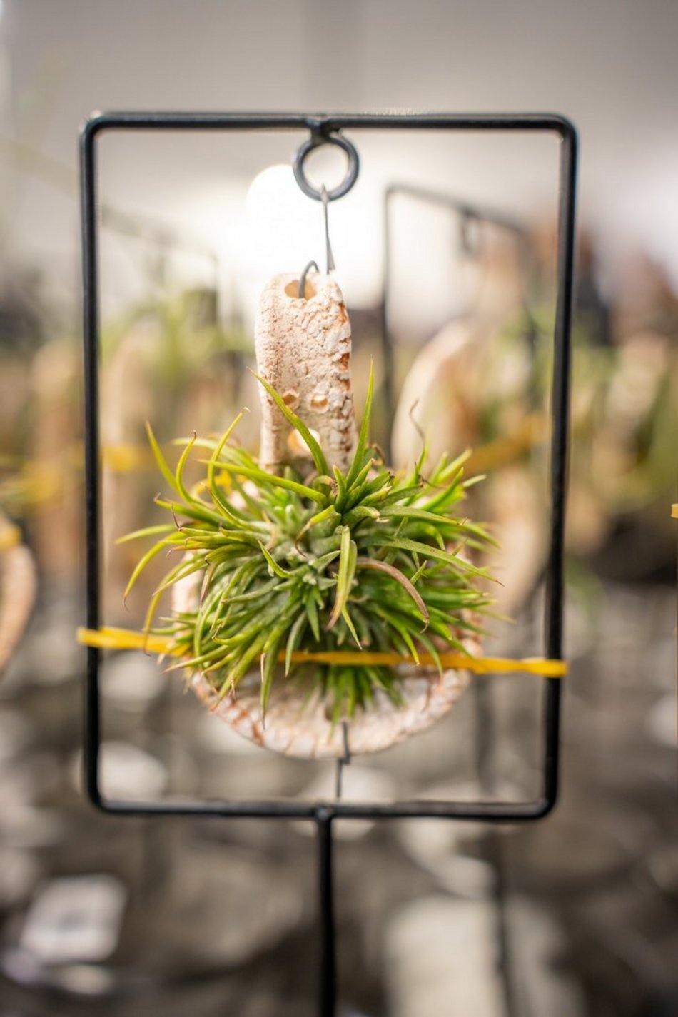 Łódź. World Flower Show w hali Expo Łódź. Przyjdź i zobacz orchidee, drzewa bonsai i sukulenty