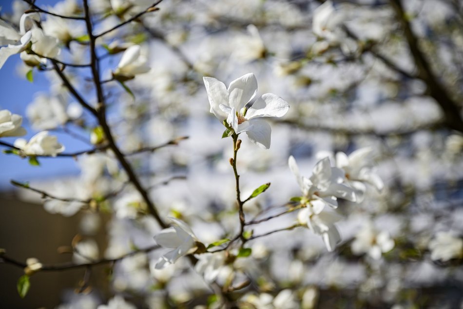 Wiosna przy skrzyżowaniu Piotrkowskiej z Zamenhofa. Rozkwitła biała magnolia