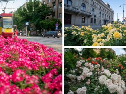 Róże na ulicach Łodzi