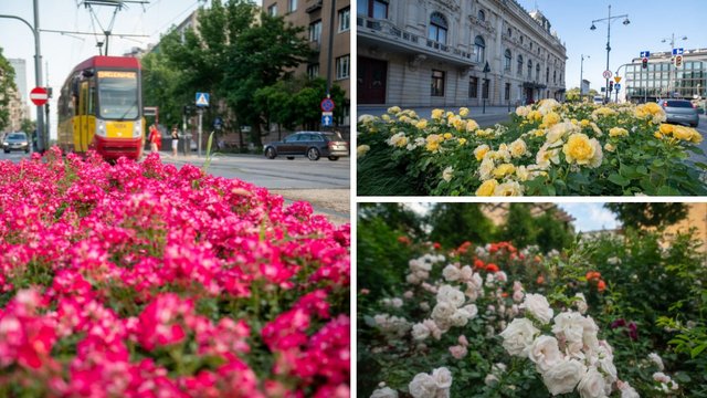 Łódź to miasto róż. Te zdjęcia sprawią, że z chęcią wyjdziesz na spacer! [ZDJĘCIA[