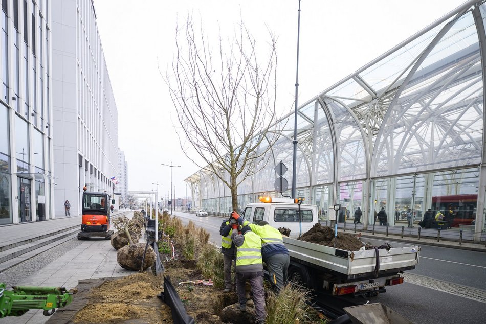 Wiśnie kanzan przy hotelu Hilton w Łodzi