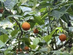 Łódź. Końcówka lata w Palmiarni w Łodzi. Czas kwiatów, owoców i niezwykłych atrakcji