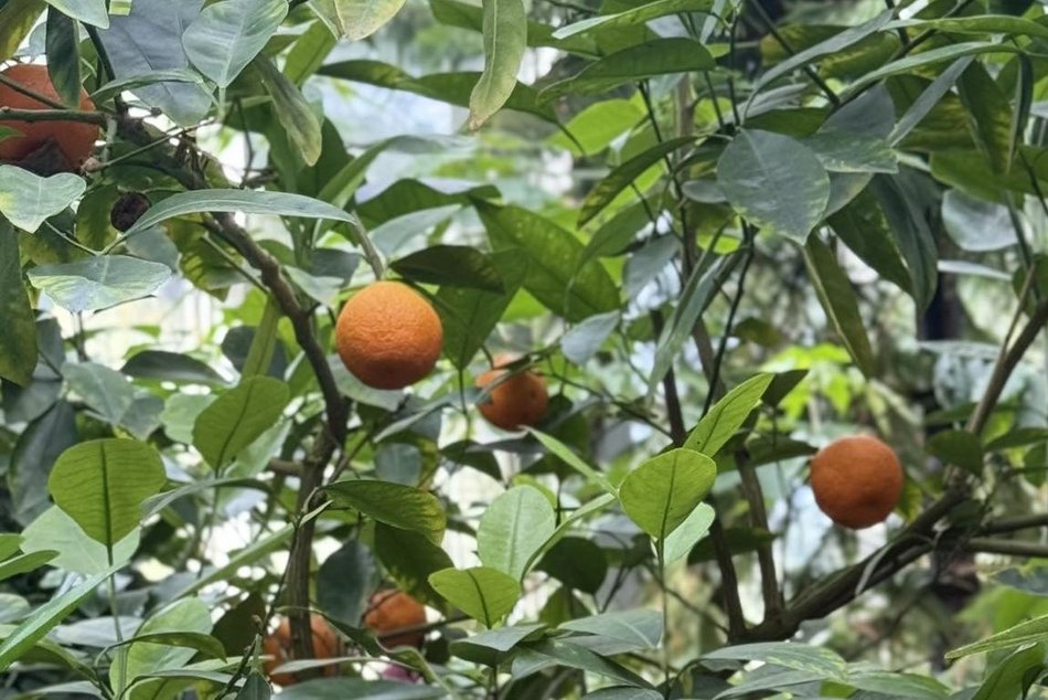 Łódź. Końcówka lata w Palmiarni w Łodzi. Czas kwiatów, owoców i niezwykłych atrakcji