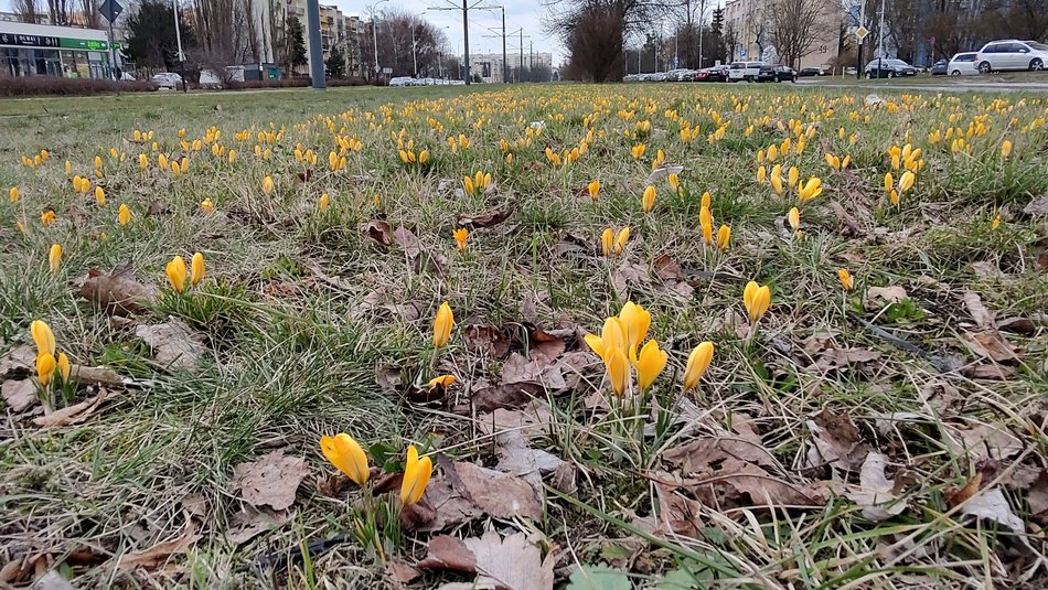 Krokusy przy al. Wyszyńskiego