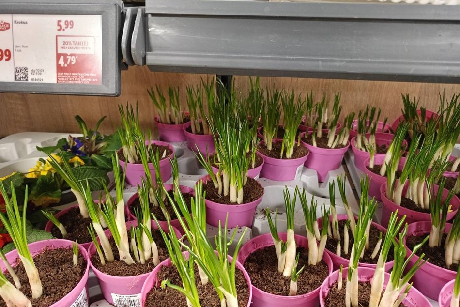 Łódź. Ceny kwiatów w Łodzi. Rynki, stragany, kwiaciarnie i supermarkety