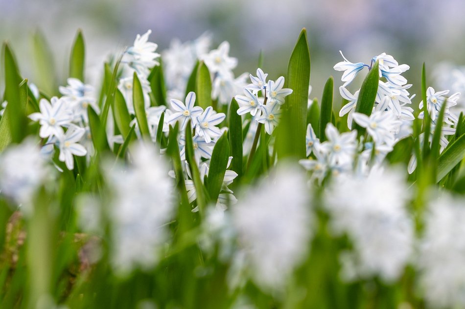 Wiosenny Ogród Botaniczny w Łodzi. Spacer wśród budzącej się do życia przyrody