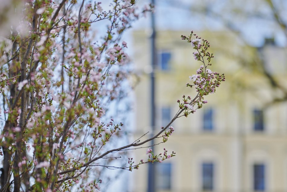 Łódź. Zobacz, jak skwer przy Kilińskiego i Rewolucji w Łodzi mieni się wszystkimi kolorami wiosny