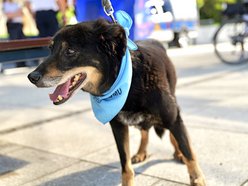 Łódź. Światowy Dzień Zwierząt na Starym Rynku w Łodzi. Psy, konie, a nawet... jerze!