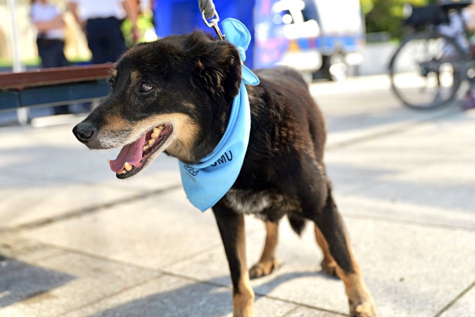 Łódź. Światowy Dzień Zwierząt na Starym Rynku w Łodzi. Psy, konie, a nawet... jerze!