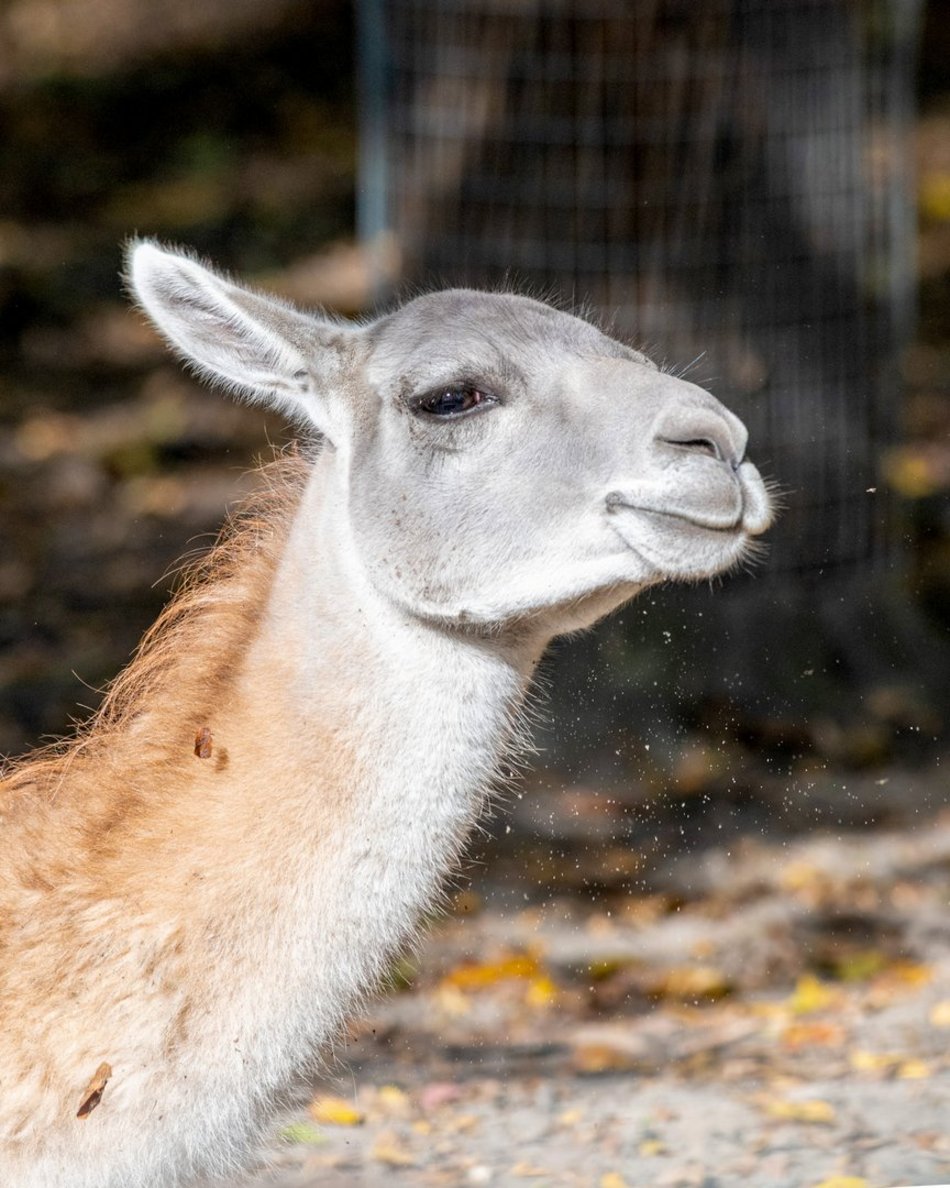 Zwierzęta - Orientarium Zoo Łódź