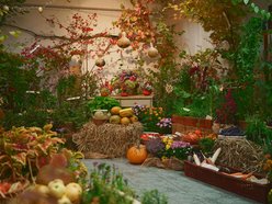 Szukasz pomysłu na weekend? Przyjdź na wystawę w Ogrodzie Botanicznym w Łodzi!