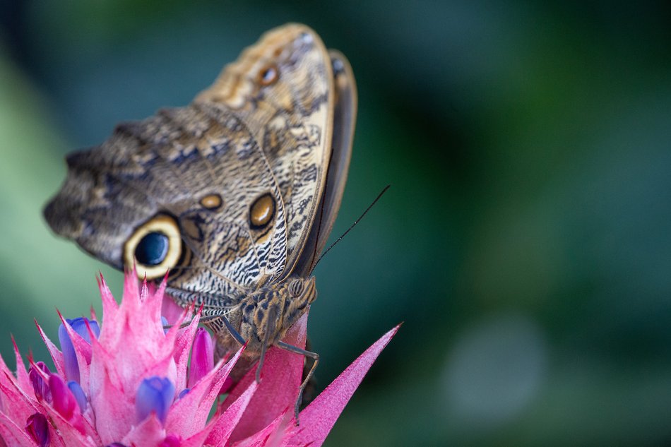 Łódź. Motylarnia w Orientarium Zoo Łódź już otwarta! Zobacz najpiękniejsze motyle świata