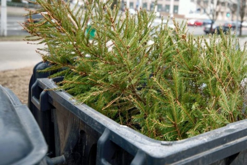 Co zrobić z choinką po Świętach? Sprawdź zasady odbioru drzewek w Łodzi