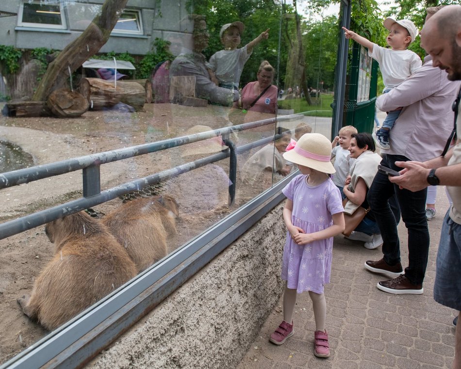 Łódź. Dzień Dziecka w Orientarium Zoo Łódź. Tylu atrakcji tam jeszcze nie było!