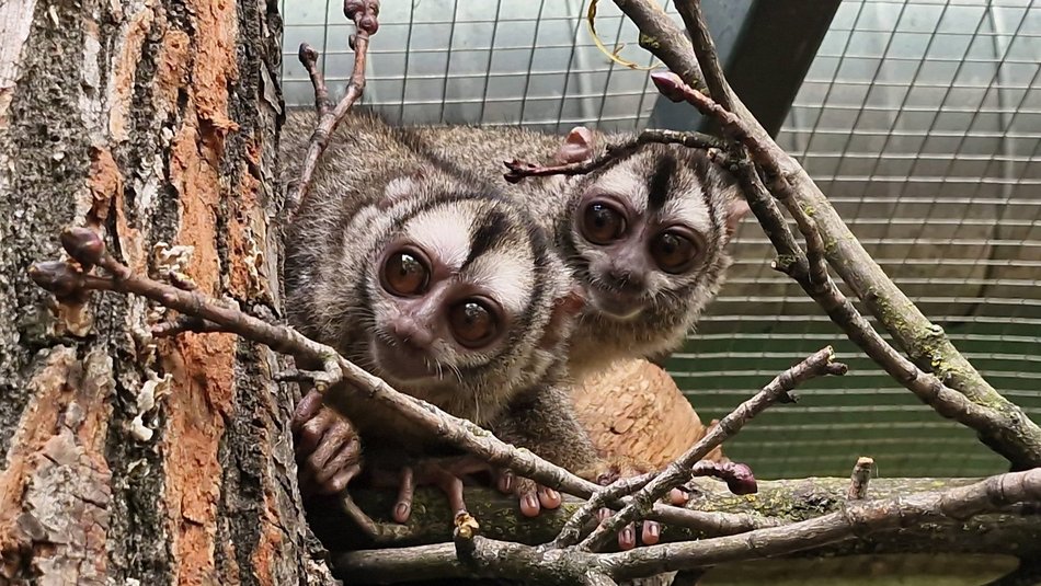 Łódź. Nowe ponocnice w Orientarium Zoo Łódź. Czy te oczy mogą kłamać?