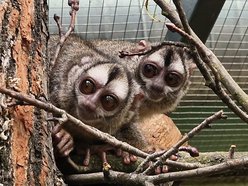 Łódź. Nowe ponocnice w Orientarium Zoo Łódź. Czy te oczy mogą kłamać?