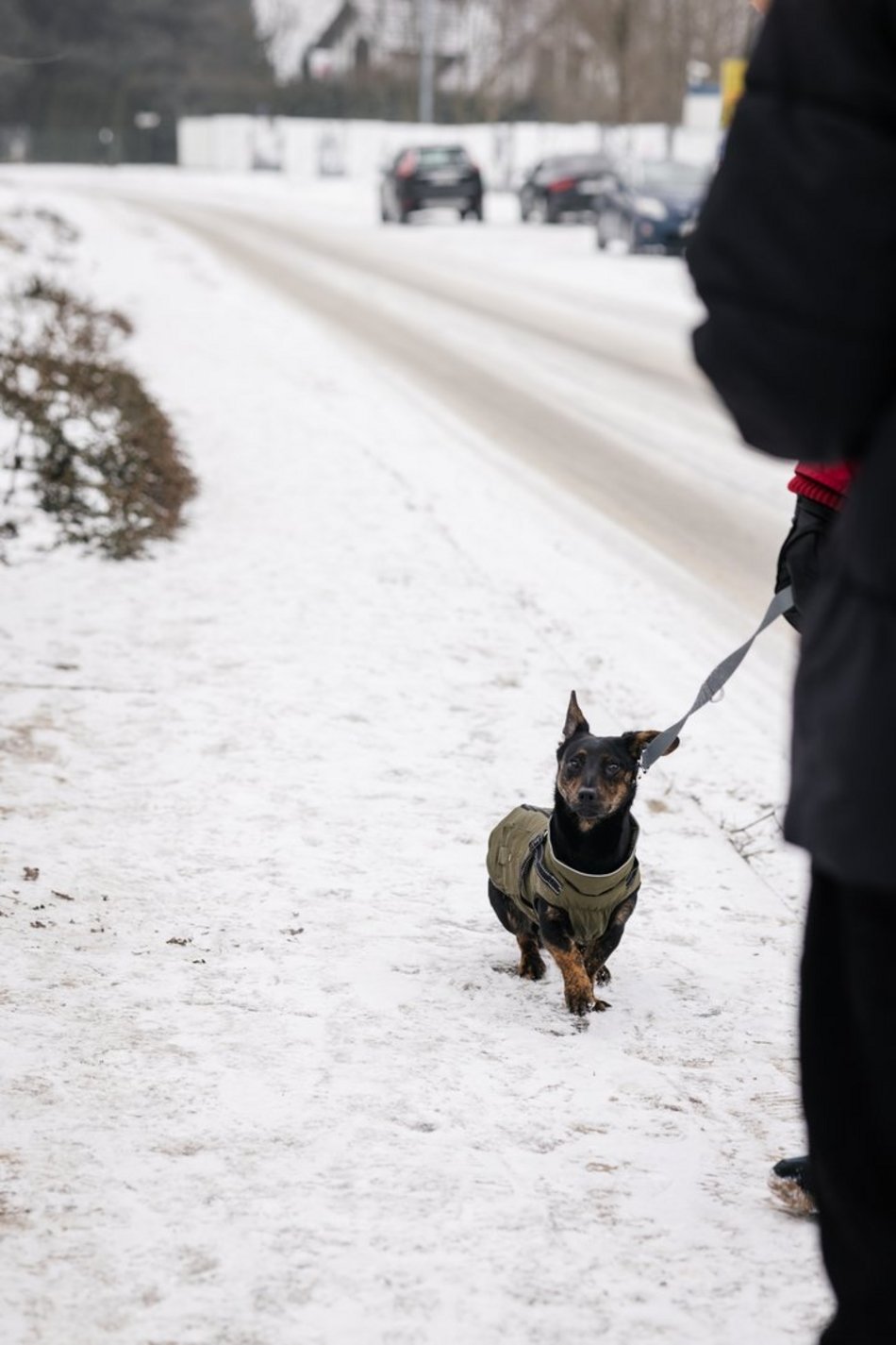 Łódź. Psy ze schroniska w Łodzi znów na spacerze! Dla tych wesołych pyszczków aż chce się chodzić!