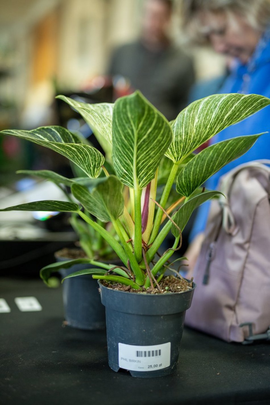 Kwiatowa Gala w Łodzi! Kochasz rośliny? Nie może Cię tam zabraknąć!