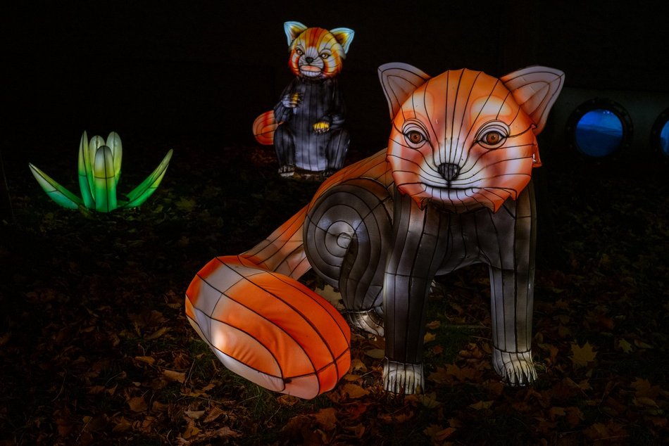 Park Miliona Świateł w Łodzi otwarty! Magiczne zwierzęta opanowały Orientarium Zoo Łódź