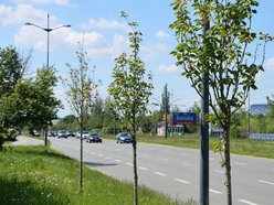 Łódź. Nowe drzewa przy Bartoka