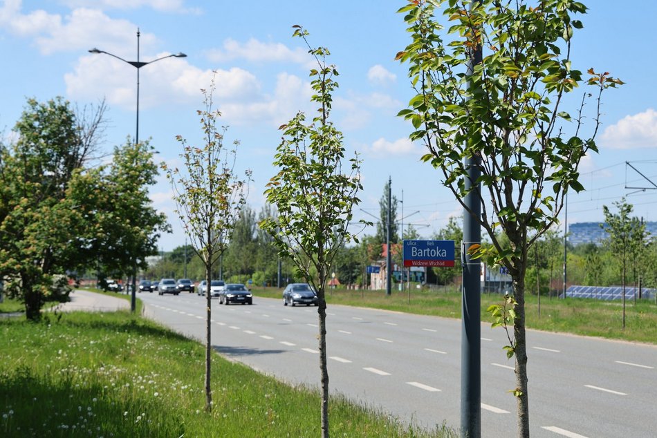 Łódź. Nowe drzewa przy Bartoka