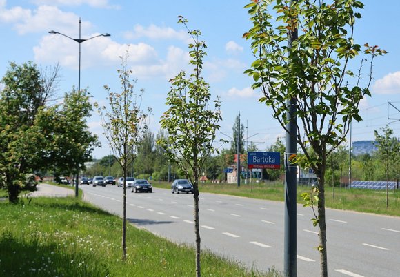 Łódź. Nowe drzewa przy Bartoka