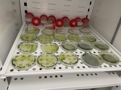 Łódź. Bioreaktor na Politechnice Łódzkiej. Czy mikroglony z rzek i stawów w Łodzi uratują nasze powietrze?