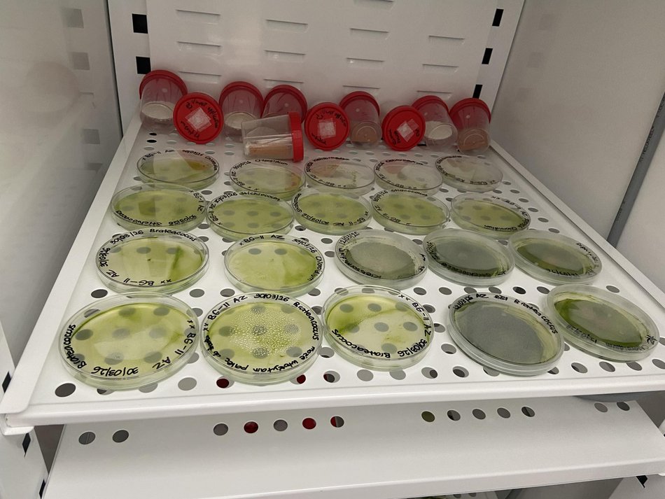 Łódź. Bioreaktor na Politechnice Łódzkiej. Czy mikroglony z rzek i stawów w Łodzi uratują nasze powietrze?