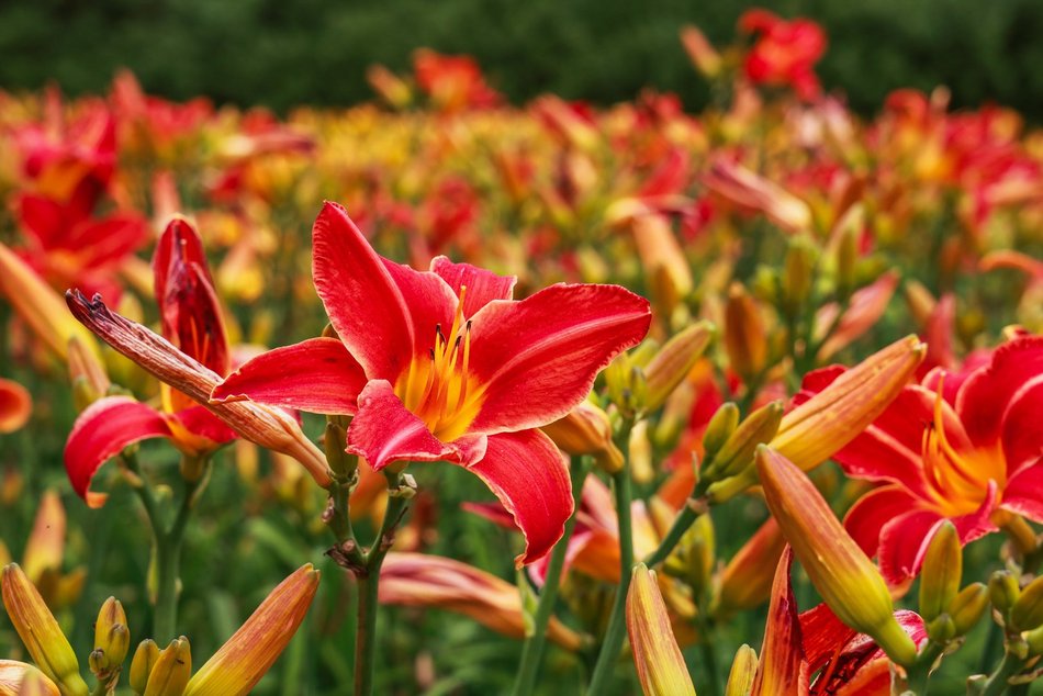 Łódź. Liliowce zachwycają w Ogrodzie Botanicznym w Łodzi. Widok zapierający dech!