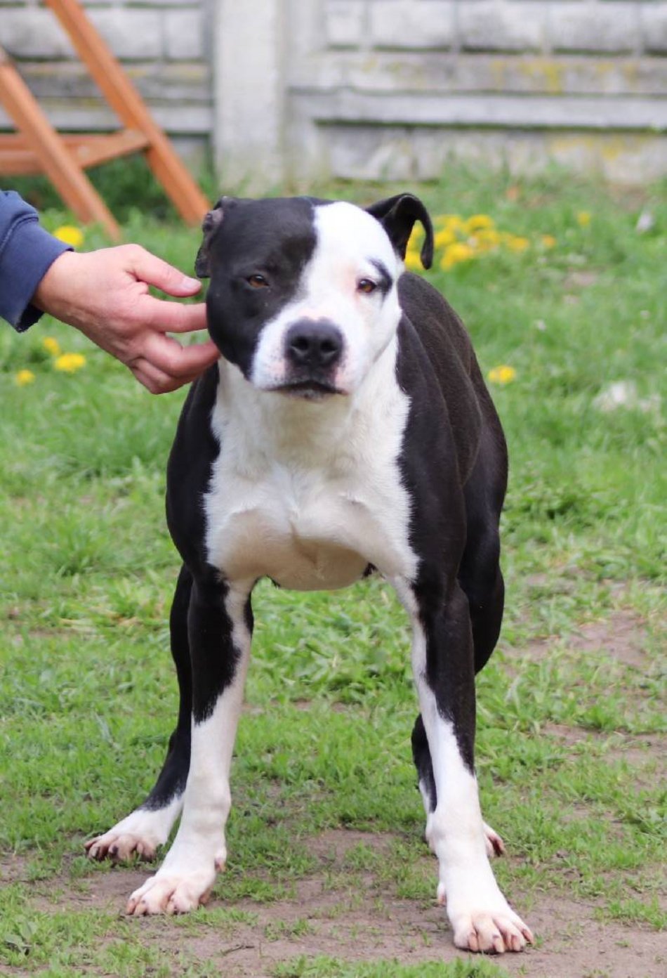 Łódź. Lulu ze schroniska w Łodzi to otwarty i kontaktowy psiak. Podaruj jej nowy dom!