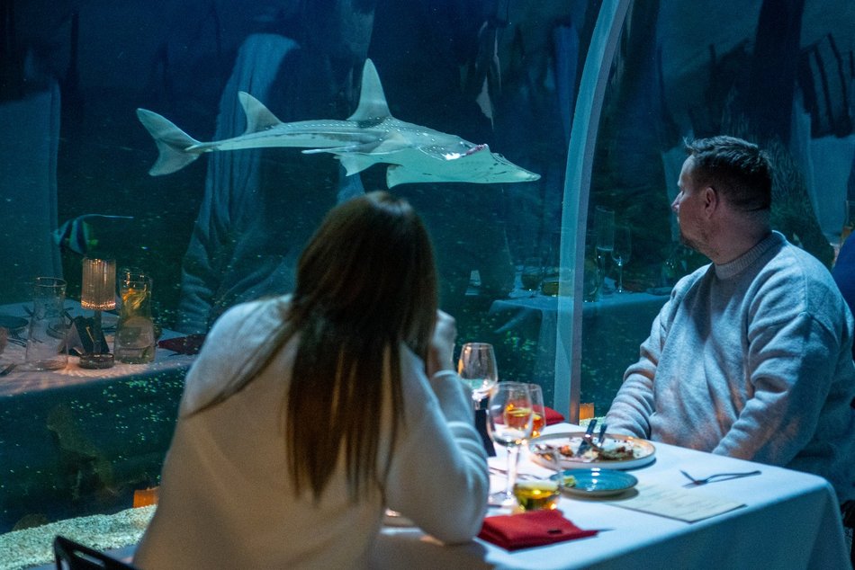 Łódź. Walentynki w Orientarium Zoo Łódź. Przysmaki, koncert na harfie i... zaręczyny