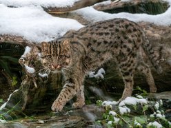 Taraj w Orientarium Zoo Łódź