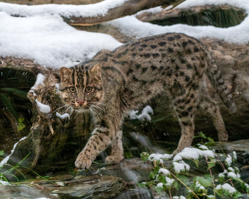 Taraj w Orientarium Zoo Łódź