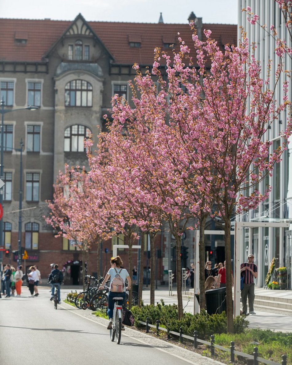 Łódź. Różowa aleja w centrum miasta. Przy Piłsudskiego zakwitły wiśnie japońskie!