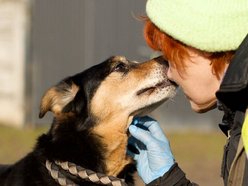 Łódź. Max miłości do adopcji! Wyjątkowy psiak czeka na nową rodzinę w schronisku w Łodzi