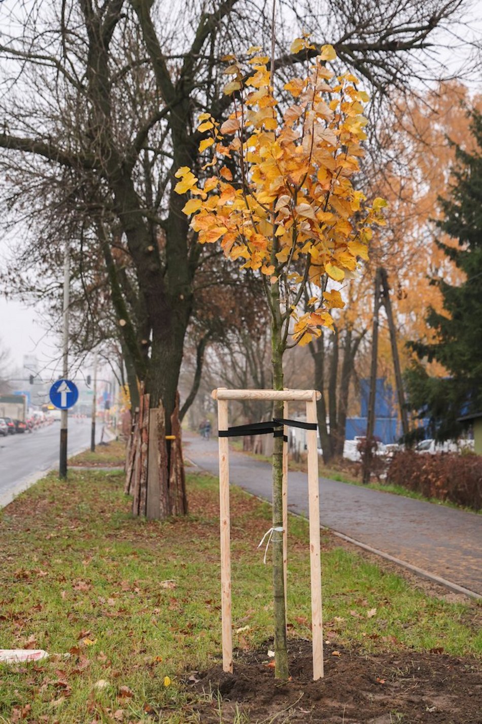Łódź coraz bardziej zielona! Nowe drzewa pojawiły się na Górnej