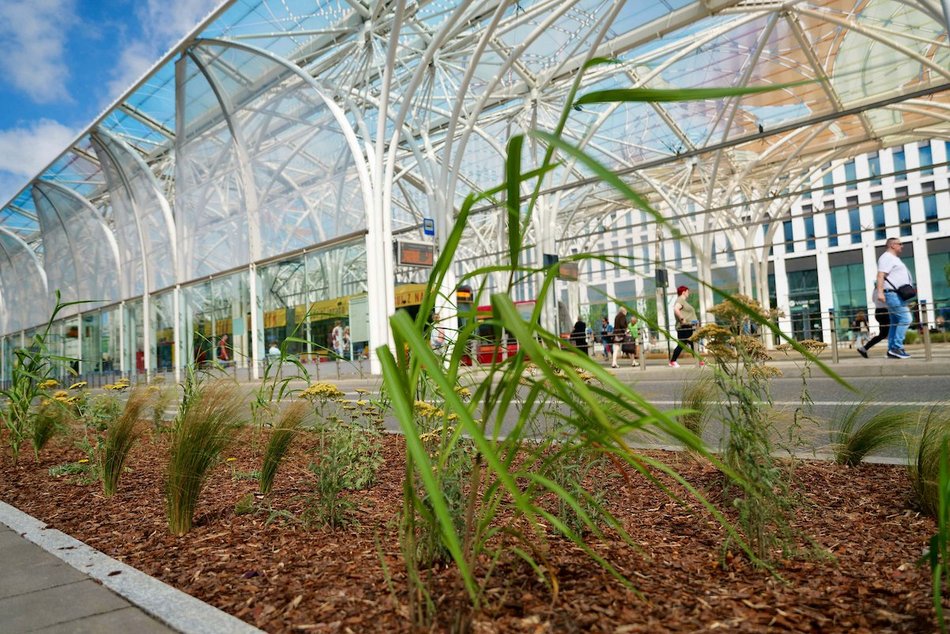 Łódź. Stajnia Jednorożców w Łodzi cała na zielono! Zamiast betonu ponad 500 mkw roślin