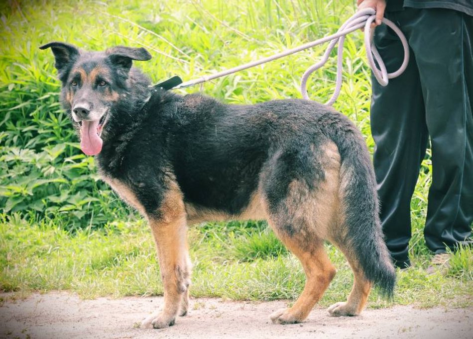Łódź. Astro jest w schronisku w Łodzi zdecydowanie za długo. Podaruj mu godną starość!