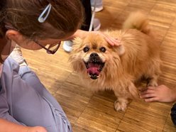 Jak troszczyć się o zwierzęta? Schronisko w Łodzi prowadzi lekcje empatii dla dzieci