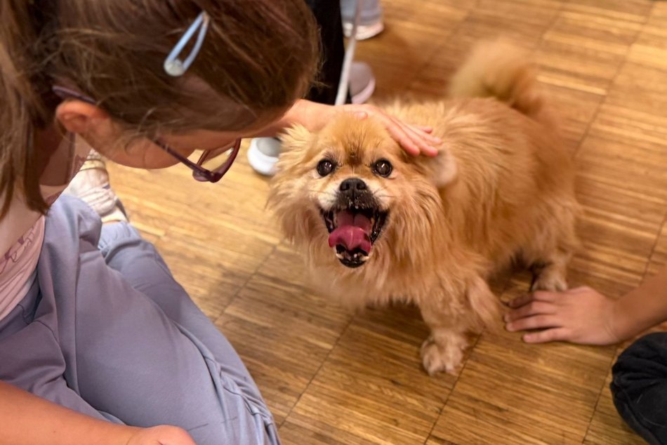 Jak troszczyć się o zwierzęta? Schronisko w Łodzi prowadzi lekcje empatii dla dzieci