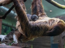 Łódź. Leniwiec urodził się w Orientarium Zoo Łódź! Ta buźka poprawi nastrój w deszczowy dzień