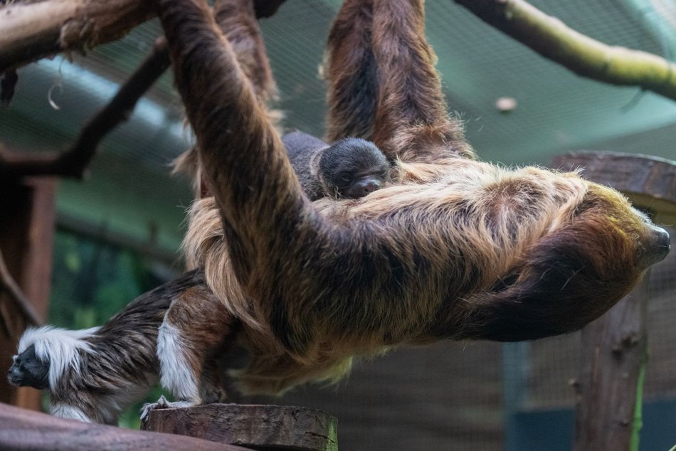 Łódź. Leniwiec urodził się w Orientarium Zoo Łódź! Ta buźka poprawi nastrój w deszczowy dzień