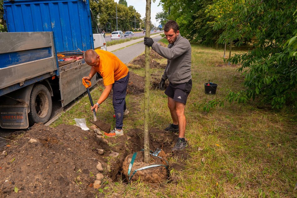 Wojska Polskiego w Łodzi jeszcze bardziej zielona! Przybyło 300 nowych drzew