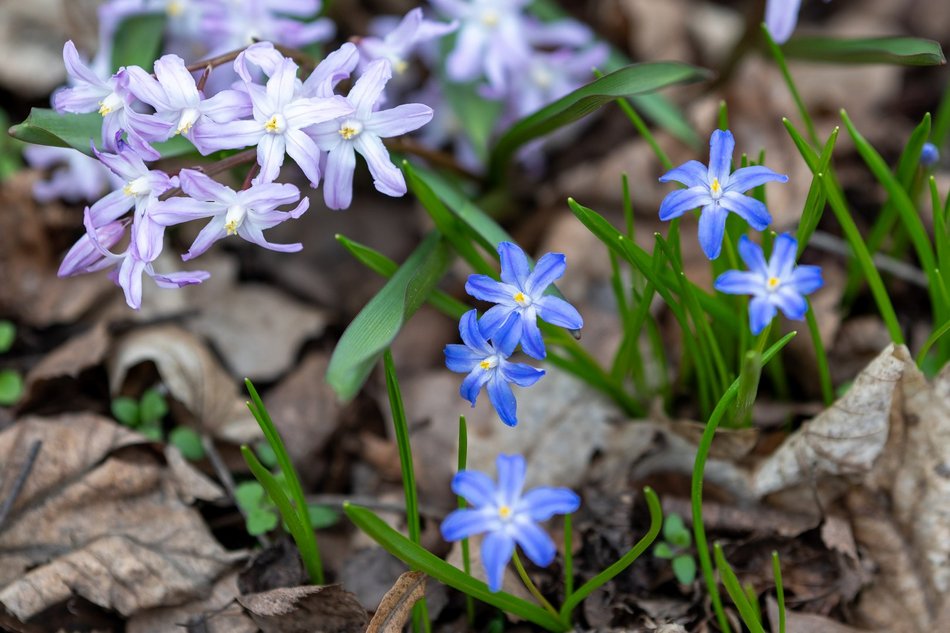 Wiosenny Ogród Botaniczny w Łodzi. Spacer wśród budzącej się do życia przyrody