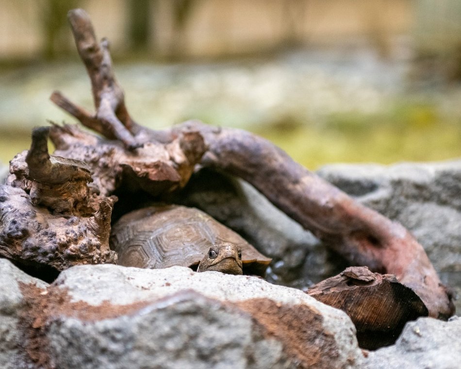 Nowy wybieg dla żółwi w Orientarium Zoo Łódź. Przybędzie 5 nowych osobników.