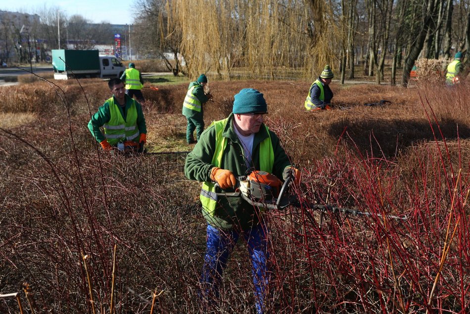 Prace porządkowe przy zieleni